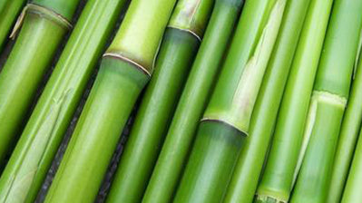 Bamboo is the New Cotton