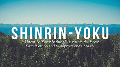Forest Bathing is a ‘Feel-Good’ Adventure