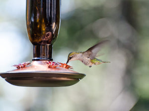 Expert-approved ways to feed all your favorite birds
