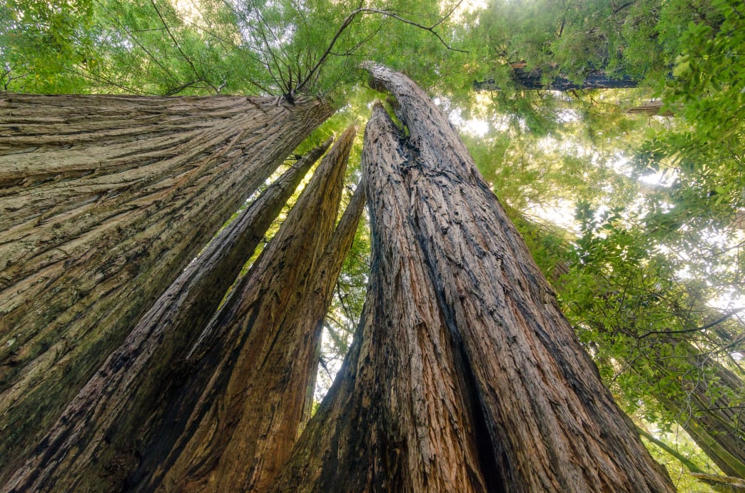 Insider's Guide to Redwood National Park