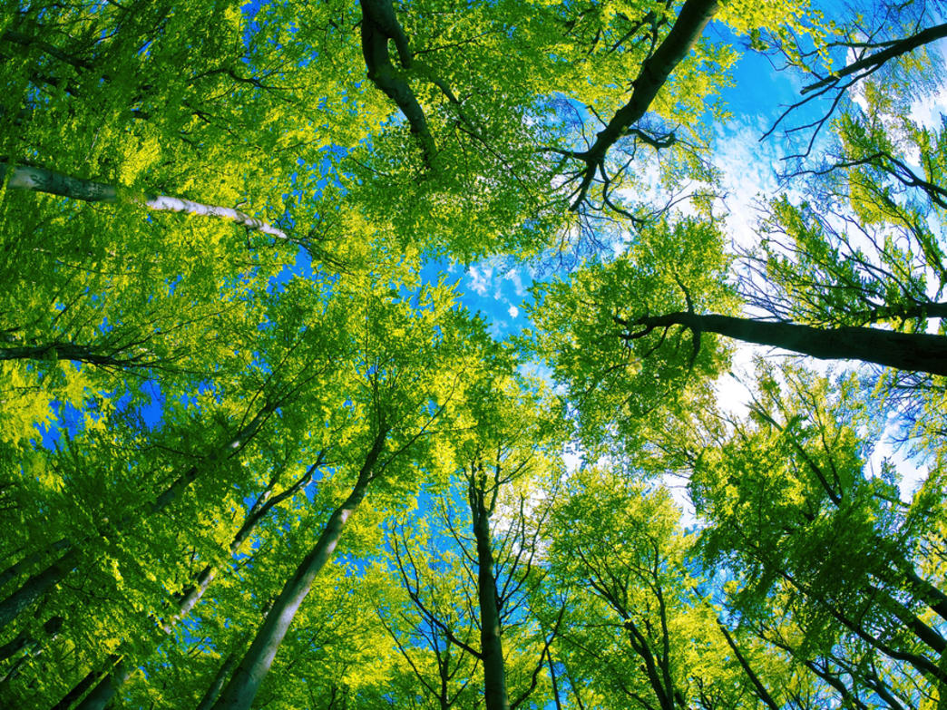 We Can Plant Trees to Save the Planet. But it's Harder Than it Sounds.