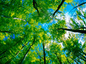 We Can Plant Trees to Save the Planet. But it's Harder Than it Sounds.