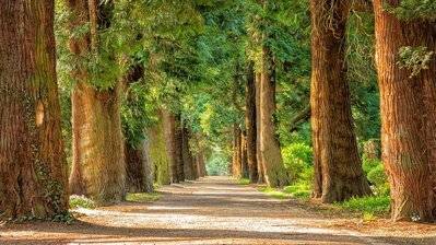 Bamboo and Hemp: Two Life Sustaining Wonders