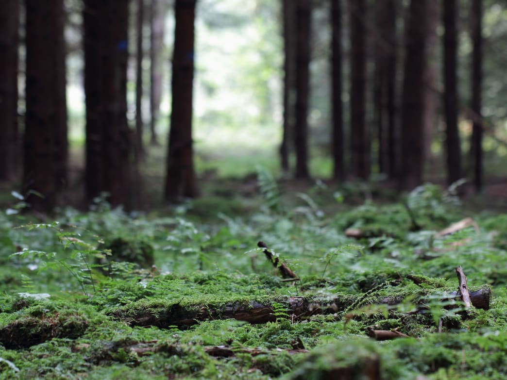Ancient Forests that Power the Modern World