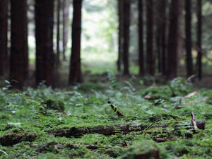 Ancient Forests that Power the Modern World